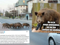 W Warszawie odbędzie się protest przeciwko odstrzałowi dzików, które wybitnie upodobały sobie stolicę