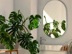 Monstera żółknie i gubi liście? Nie wyrzucaj jej. Tak możesz ją uratować