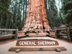 General Sherman – największe drzewo na świecie