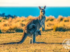 RBA podnosi stopy do 4,6 proc. Australia z najwyższymi stopami od 15 lat