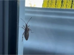 Wchodzą teraz do mieszkań! Są na parapetach, murach... Ten owad może pojawić się nawet w sypialni. Wydziela nieprzyjemną woń.