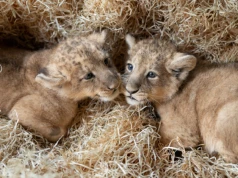 Po ponad 20 latach w łódzkim zoo znów urodziły się lwy azjatyckie! Shiva i Loki mają dwoje młodych