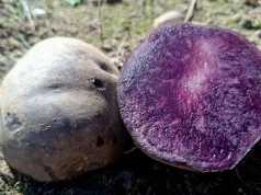 7 razy więcej antyoksydantów niż w zwykłych ziemniakach. Sadzeniaki są dwa razy droższe