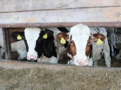 Ceny bydła: byki do 25,7 zł/kg, ale ubojnie przymierzają się do obniżek