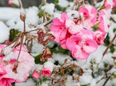 Zbliża się czas zimowania pelargonii. Sprawdź, kiedy zabrać je do domu