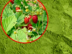 Polska matcha podbija Podlasie. Jej główny składnik rośnie pod Hajnówką