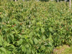 Rdza maliny atakuje plantacje! Pogoda sprzyja tej chorobie. Co robić?
