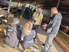 CBŚP rozbiło gang złodziei bydła. Ukradli ponad 200 krów