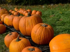 To największa farma dyniowa w Polsce. Idealna na jesienny spacer z rodziną