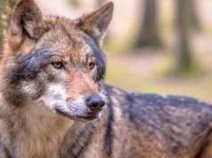 Wilki zauważone w regionie. Gmina prosi o zachowanie ostrożności