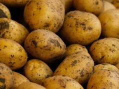 To najlepsza odmiana ziemniaków. Sprawdzą się do pieczenia i do sałatki
