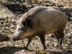 Zielonka – Kolejne działania w sprawie dzików