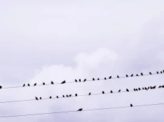 Planowane wyłączenia prądu w Powiecie Wołomińskim