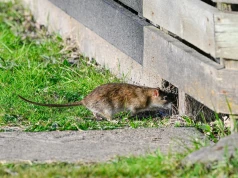 Szczury nie przychodzą do ogrodu przypadkiem. Najczęściej zwabia je ta jedna rzecz