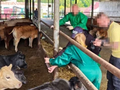 Kradzieże bydła warte około 300 tys. euro. Służby zatrzymały dwóch Polaków
