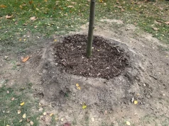 Nie czekaj do wiosny z sadzeniem drzew. Jesienią zrób to w ten sposób, a szybciej się przyjmą