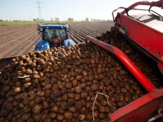 4 na 5 ton ziemniaków pochodziło z tego kraju. Ile importujemy i skąd najwięcej?