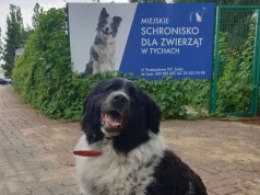 Dzisiaj w Marsz dla Zwierząt w Tychach. Będzie symboliczne cięcie łańcuchów