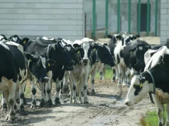 Ceny mleka pod presją, a gospodarstwa liczą koszty. II Kongres Polskie Mleko już 6 października