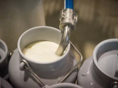 Cena mleka pod presją, a koszty wystrzeliły. Dla mleczarni robi się niebezpiecznie
