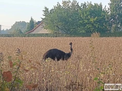 Najpierw kangur, teraz emu. Nietypowy gość spaceruje po Ruptawie